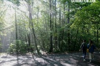 樹海ネイチャーツアー