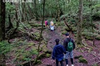 樹海ネイチャーツアー