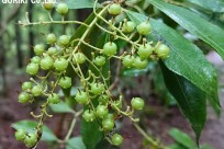 樹海ネイチャーツアー