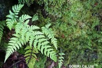 樹海ネイチャーツアー