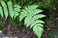 樹海ネイチャーツアー