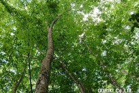 樹海ネイチャーツアー