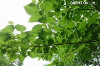 樹海ネイチャーツアー