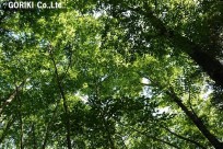 樹海ネイチャーツアー