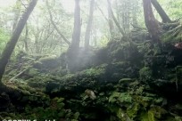 樹海ネイチャーツアー（取材対応）