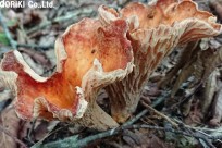 樹海ネイチャーツアー