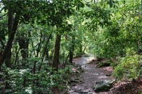 樹海ネイチャーツアー