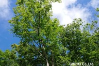 樹海ネイチャーツアー