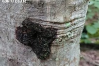 樹海ネイチャーツアー