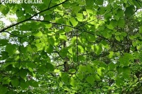 樹海ネイチャーツアー（取材対応）