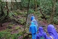 樹海ネイチャーツアー