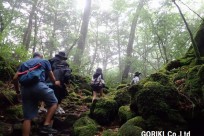 樹海ネイチャーツアー