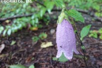 樹海ネイチャーツアー