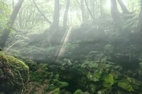 樹海ネイチャーツアー