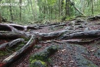 樹海ネイチャーツアー