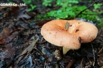 樹海ネイチャーツアー