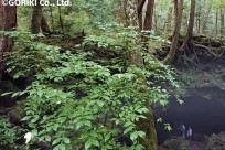 樹海ネイチャーツアー