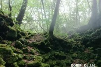 樹海ネイチャーツアー