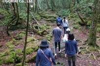 樹海ネイチャーツアー