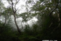 富士登山シャイニングツアー