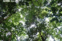 樹海ネイチャーツアー