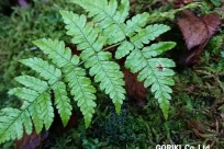 樹海ネイチャーツアー