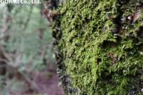 樹海ネイチャーツアー