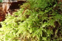 樹海ネイチャーツアー