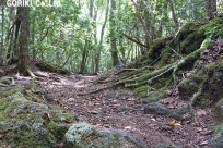 樹海ネイチャーツアー