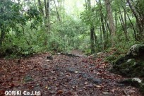 樹海ネイチャーツアー