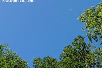 樹海ネイチャーツアー