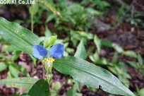 樹海ネイチャーツアー