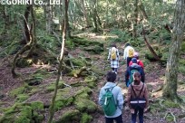 樹海ネイチャーツアー