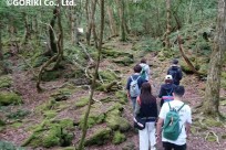 樹海ネイチャーツアー