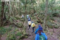 樹海ネイチャーツアー