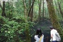 樹海ネイチャーツアー