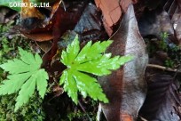 樹海ネイチャーツアー