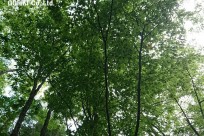 樹海ネイチャーツアー