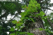 樹海ネイチャーツアー