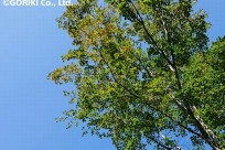 樹海ネイチャーツアー