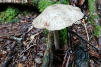 樹海ネイチャーツアー