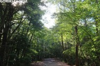 樹海ネイチャーツアー