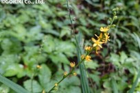 樹海ネイチャーツアー