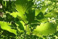 樹海ネイチャーツアー