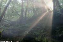 樹海ネイチャーツアー