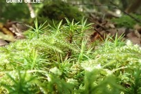 樹海ネイチャーツアー