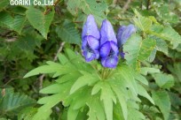 富士登山シャイニングツアー