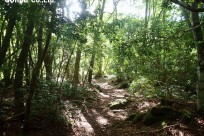 樹海ネイチャーツアー