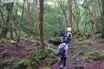 樹海ネイチャーツアー