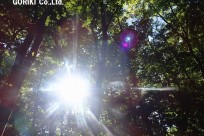 樹海ネイチャーツアー